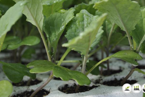 Brassica